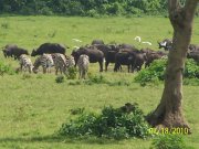 Game grazing in Arusha National Park