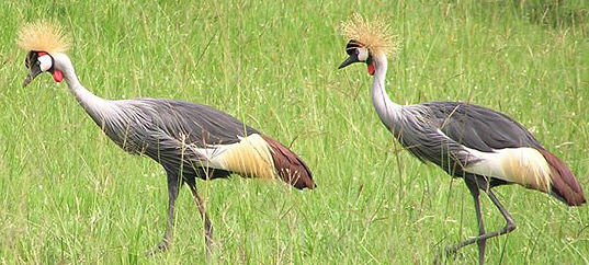 Crowned Cranes