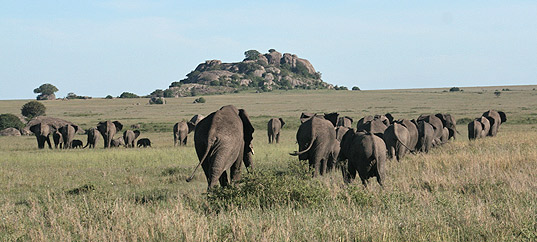 Elephants in the Serengeti National Park