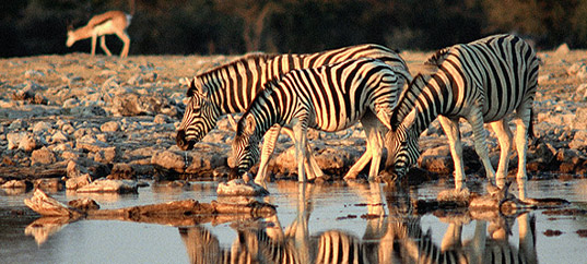 Zebras in the Selous Game Reserve